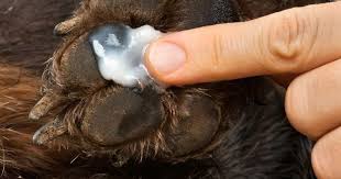 how to get rid of cysts on dogs paws