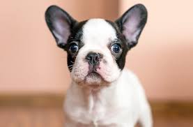 The nose is dark, however, might be lighter in lighter shaded pups. Mini French Bulldog 10 Cute Facts You Didn T Know All Things Dogs All Things Dogs