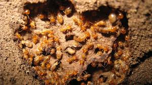 how to get rid of subterranean termites