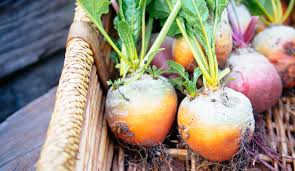 Fall Vegetable Gardening Which