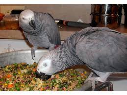 macaw eggs retailer kashifpets delhi