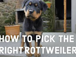 Such a good lovely boy. A Guide To Choosing Your Rottweiler Puppy Pethelpful