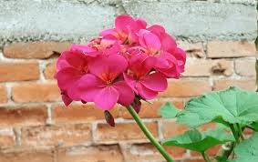 El geranio es una planta que tiene flores durante todo el año y que no requiere excesivos cuidados, pues es una de las plantas resistentes de exterior más populares. Geranios Geranios Florecer Flores