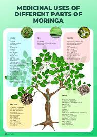 superfood moringa oleifera nutrition