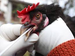 The deadly strain of bird flu could be sweeping europe. Dmm0na Icmpmfm