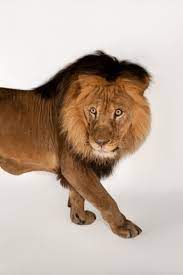 African lion, facts and photos
