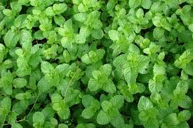 The hybrid herb has a smooth stem, fibrous roots, dark green leaves and. Spearmint Mentha Spicata Growing Planting Caring