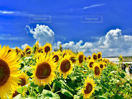 向日葵、ひまわり、畑、綺麗、黄色、癒し、風景、景色、花の写真・画像素材[619685]-Snapmart（スナップマート）