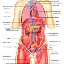 Anatomy Of The Body Female Internal Organs Of Human Body