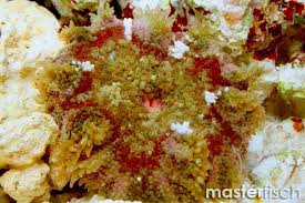 mini carpet anemone stictyla