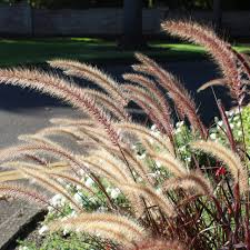 pennisetum setaceum rubrum purple