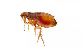 fleas control of fleas in and around