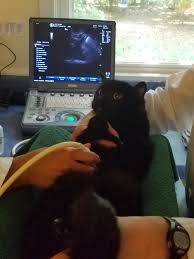 If a patient is having symptoms, see the doctor who will perform a physical exam. Feline Abdominal Ultrasound How To Know What S Going On Inside Your Cat
