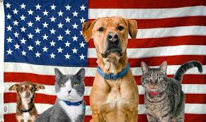 Image result for 4th july and animals