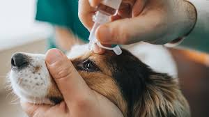 dog eye discharge causes treatment