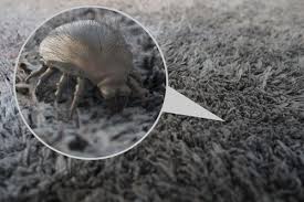 dust mite on my carpet