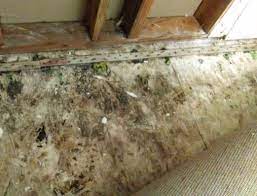 black mold pictures and information