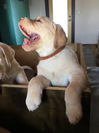 Labrador özellikleri, labrador nasıl bir köpektir eğitimi kolay mı? Labrador Retriever Puppies For Sale Cincinnati Oh 264556