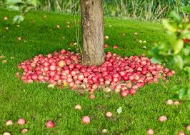 how to successfully grow apple tree a