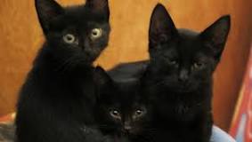 siyah-kedi-görmek-ne-anlama-gelir