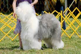best gifts for a old english sheepdog owner