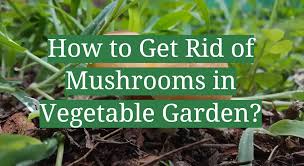 mushrooms in vegetable garden