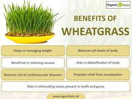 here s how to grow wheatgr at home