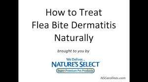 What is flea allergy dermatitis? Treat Flea Bite Dermatitis Flea Allergies Naturally Youtube