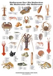 Mediterranean Sea Shellfish Poster