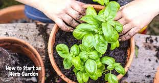 How To Start An Herb Garden Diy And Fun