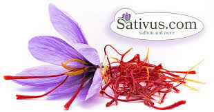 Crocus sativus gambar png