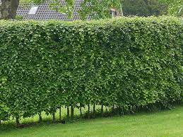 Plant And Care For Bare Root Hedges