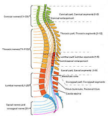 The bones of the appendicular skeleton provide support and flexibility at the joints and anchor the muscles that move the limbs. Spinal Anatomy Saratoga Spine
