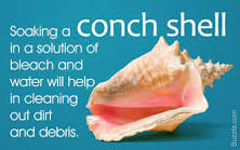 How do you clean a conch shell and keep the color?