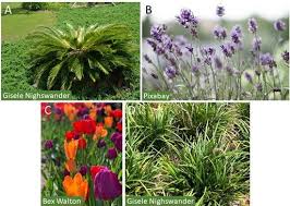 ornamental plant species introduced