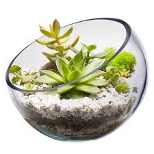 Glass Bowl Vase Plant Terrarium Pod