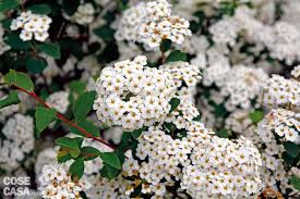 Arbusto dai piccoli fiori bianchi profumatissimi pianta rampicante dai fiori perlopiu. La Siepe Fiorita Tutto L Anno Cose Di Casa