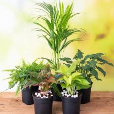 Set Of 5 Liberal Indoor Plants For Home