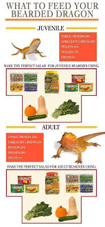 Bearded Dragon Color Chart Amazing Wallpapers