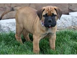 Again, you must start your bullmastiff puppy off on the right foot by teaching him what he needs to know and you must avoid doing the wrong things with him so that he doesn't develop bad habits that. Bullmastiff Puppies Price In Chandigarh Bullmastiff Puppies For Sale In Chandigarh Bullmastiff Puppies For Sale Puppies For Sale Bull Mastiff