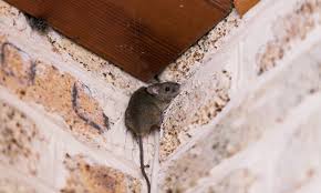 Mice In Crawl Space How To Remove