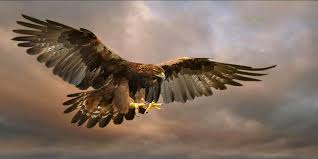 Gambar burung garuda juga sering disebut dengan gambar burung elang jawa. 7 Jenis Burung Elang Terbesar Di Dunia Salah Satunya Elang Emas