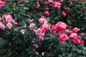 Rose Garden Images Free On