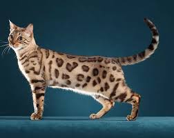 Rescue and adopt purebred cats, bengals, persians, siamese, main coons. Seattle Snow Bengal Cat Breeder Issaquah Wa