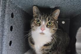 You can view the cats page of our website for more information! Pawschicago On Twitter Chicago S Pets Need Our Help Right Now Visit The Pawschicago Lincoln Park And North Shore Adoption Centers Or Cacc Adoptables This Caturday June 8 Paws Chicago Will Waive Fees For