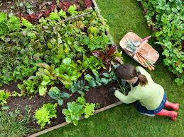 Vegetable Gardening Tips Topics