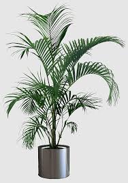Ravenea Rivularis Indoor Palms