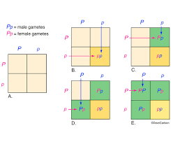 Using a punnett square properly will enable you to figure out potential offspring for any possible in addition, search online for a free tutorial on genetics to help you out, or even consider enrolling in a why does it matter if you can tell a homozygous pinstripe apart from a heterozygous pinstripe, you ask? Genetics Punnett Square Carlson Stock Art