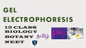 gel electropsis tamil i principles