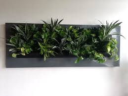 Wall Plants For Offices Plantcare